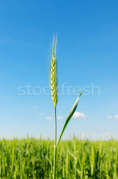 green spica on field. soft focus Stock photo © mycola