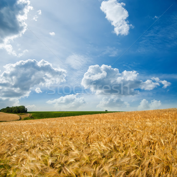 golden field under cloudy sky Stock photo © mycola