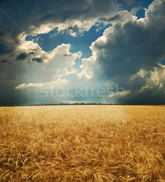 Stock foto: Bereich · Gold · Ohren · Weizen · dramatischen · Himmel