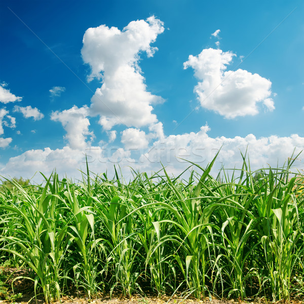 green maize field and clouds Stock photo © mycola