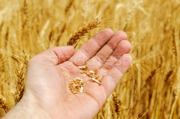 grain of wheat in hand on field Stock photo © mycola