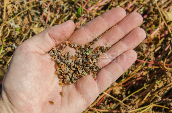 buckwheat in hand over field Stock photo © mycola