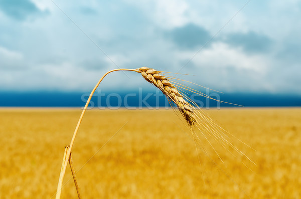 one golden ear of wheat. soft focus Stock photo © mycola