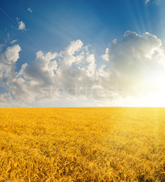 field with gold ears of wheat Stock photo © mycola
