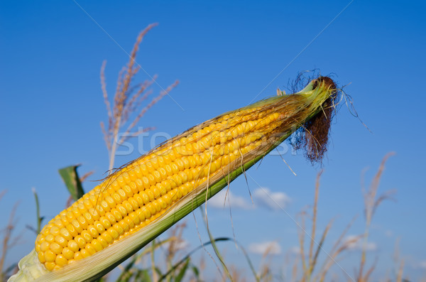 raw maize over field Stock photo © mycola