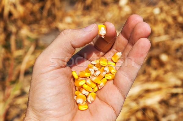 maize in hand over field Stock photo © mycola