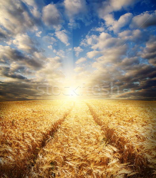 field with gold ears of wheat in sunset Stock photo © mycola