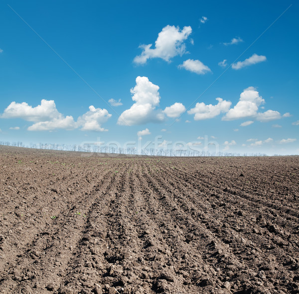 Foto stock: Preto · campo · blue · sky · negócio · paisagem · branco