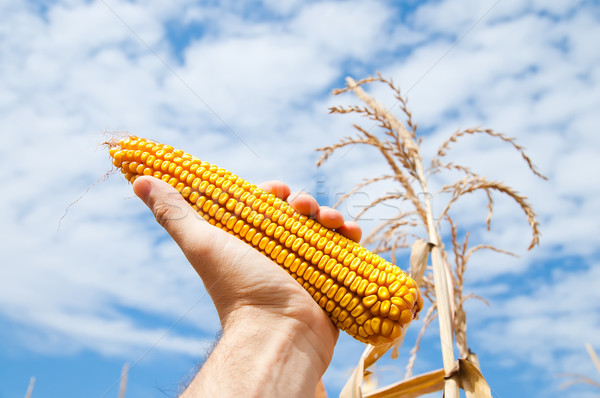 maize in hand Stock photo © mycola
