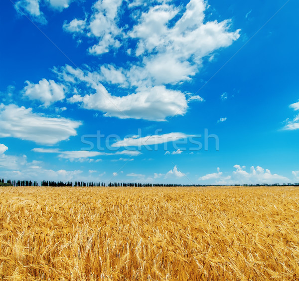 blue cloudy sky over golden field with barley Stock photo © mycola