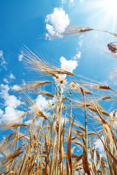 chamomiles with wheat under cloudy sky Stock photo © mycola