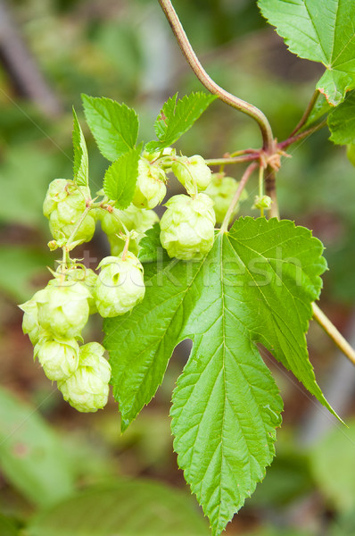 Stockfoto: Hop · bloem · natuur · tuin · zomer · groene