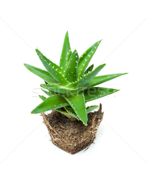 Aloe isoliert weiß Stock foto © myfh88