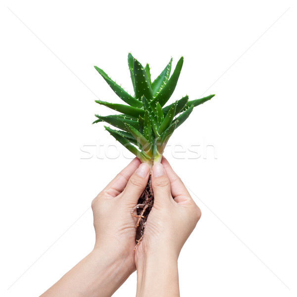 Whole aloe vera in a girl's hands isolated on white background Stock photo © myfh88
