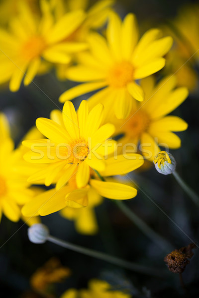 Margarida flor grama jardim fundo Foto stock © myfh88