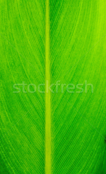 Green leaf Textur Baum Gras abstrakten Stock foto © myfh88