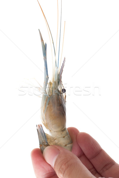 Shrimp isolated Stock photo © myfh88