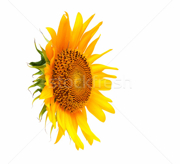 Sonnenblumen isoliert weiß Obst Garten Gesundheit Stock foto © myfh88