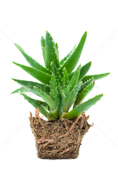 Aloe isoliert weiß Blume Natur Körper Stock foto © myfh88