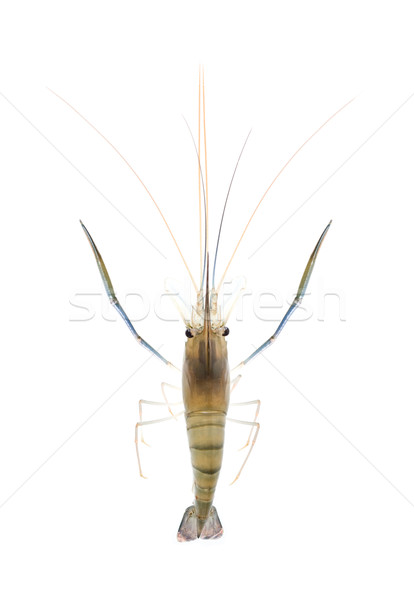 Shrimp isolated on white background Stock photo © myfh88