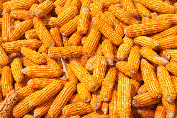 Porumb Recoltare Natură Fruct Fundal Vară Imagine De Stoc C Yonghui Shi Myfh88 9165726 Stockfresh