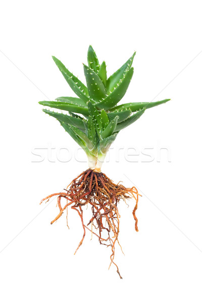 Aloe isoliert Blume Blatt grünen Medizin Stock foto © myfh88