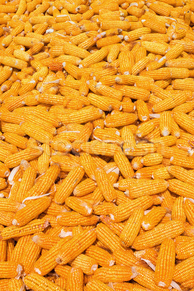 Kukurydza zbiorów tekstury owoców tle gospodarstwa Zdjęcia stock © myfh88