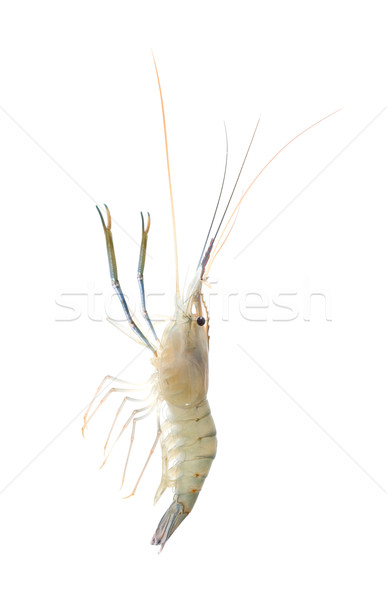 Shrimp isolated on white background Stock photo © myfh88