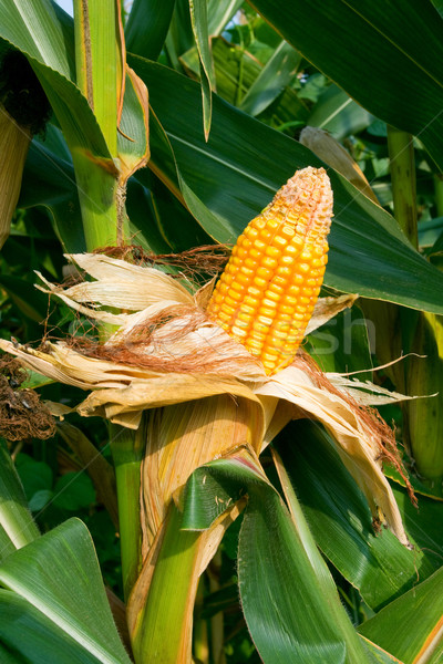 Kukorica termény étel természet nyár mező Stock fotó © myfh88