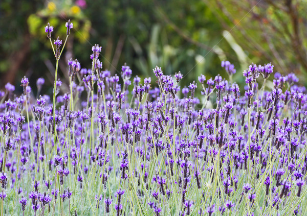 Spanish lavender Stock photo © myimagine