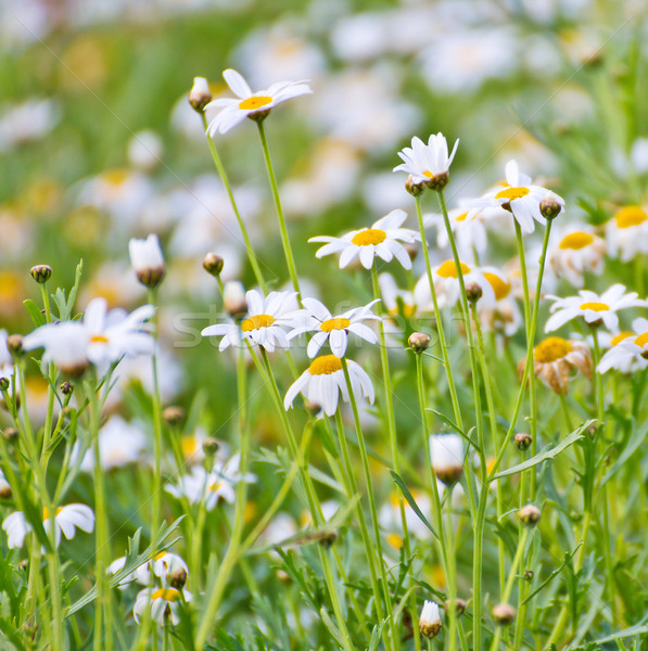 Chamomile flowers in the garden Stock photo © myimagine