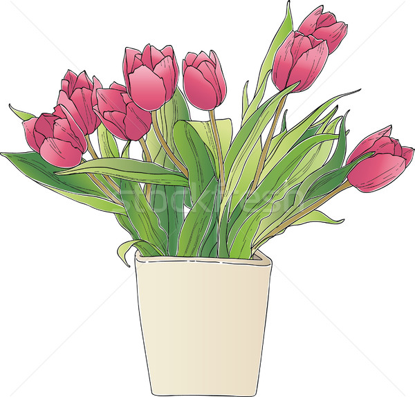 Tulipany Wektora Rysunek Kwiaty Lata Roslin Ilustracja