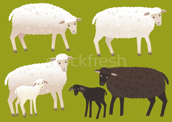 Set of sheep Stock photo © MyosotisRock