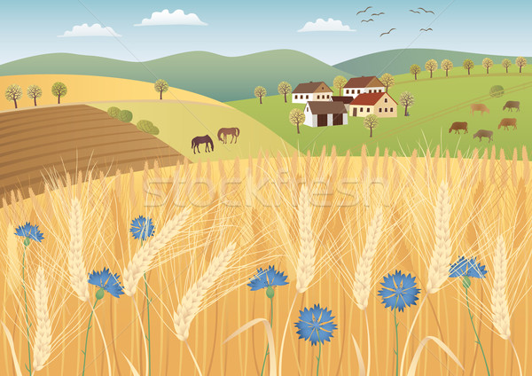 Grano campos listo cosecha escena granja Foto stock © MyosotisRock