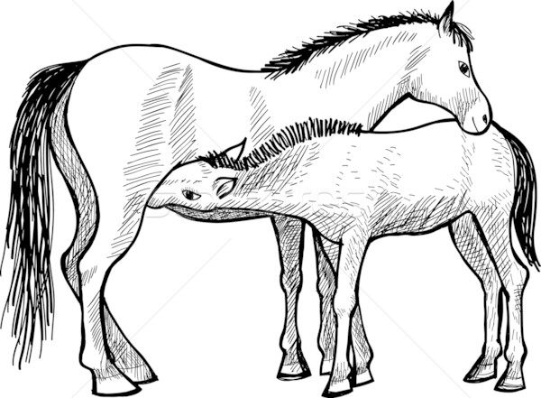 Maternité vecteur dessin mare poulain cheval Photo stock © MyosotisRock