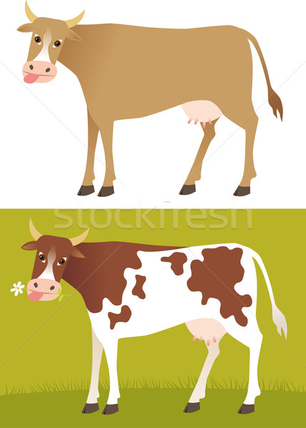 Vacă fundal fermă margaretă alb animal Imagine de stoc © MyosotisRock