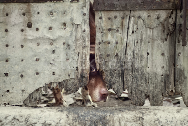 Foto d'archivio: Cane · dietro · porta · forte · immagine · arrugginito