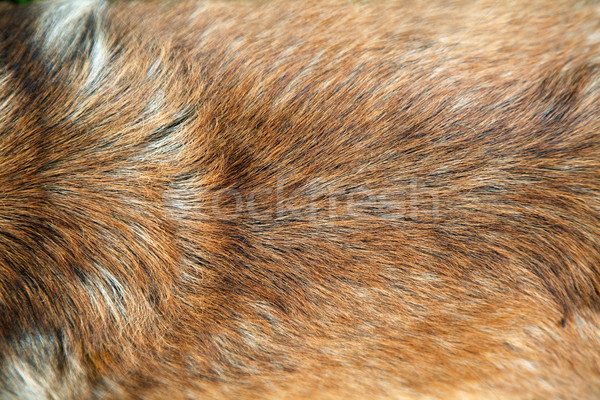 Dorado perro piel perro marrón textura pelo Foto stock © mythja