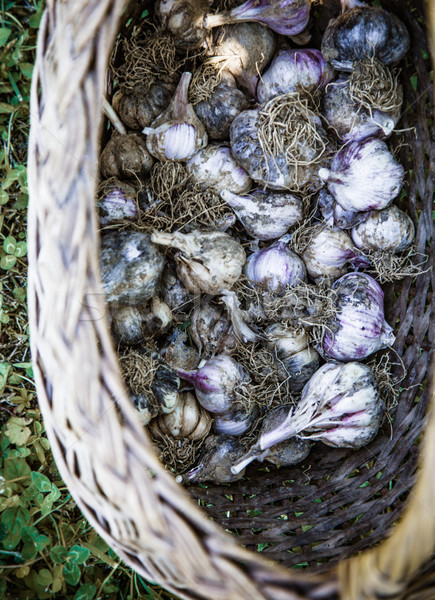 Aglio basket giardino verdura estate erba Foto d'archivio © mythja