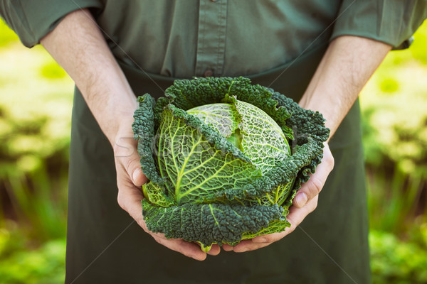 Agriculteur organique légumes mains Photo stock © mythja
