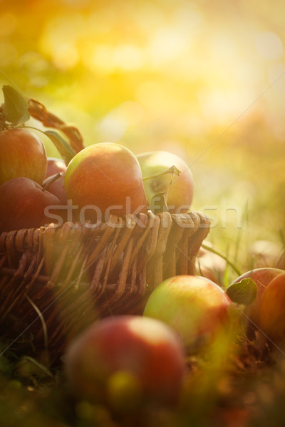 Orgánico manzanas verano hierba cesta frescos Foto stock © mythja