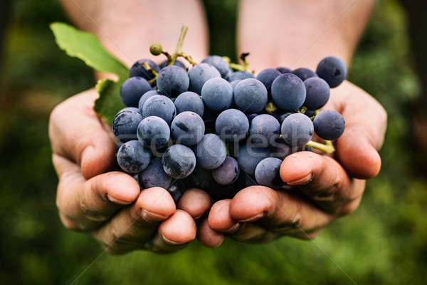 Grapes harvest Stock photo © mythja