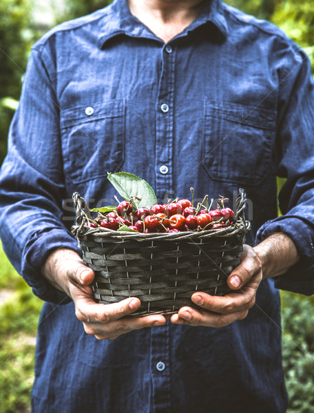 Agricultor cireşe organic fruct agricultorii mâini Imagine de stoc © mythja