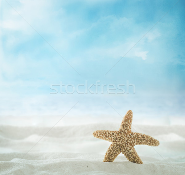 Nyár tengerpart homok kagylók tenger homokos tengerpart Stock fotó © mythja