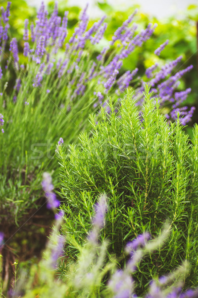 Frischen Lavendel Holz Sommer floral Blumen Stock foto © mythja