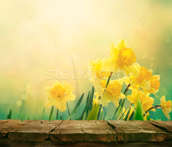 Daffodil spring background Stock photo © mythja