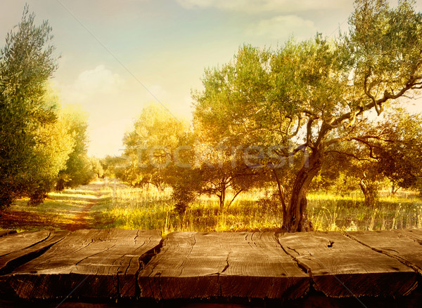 Olive orchard Stock photo © mythja