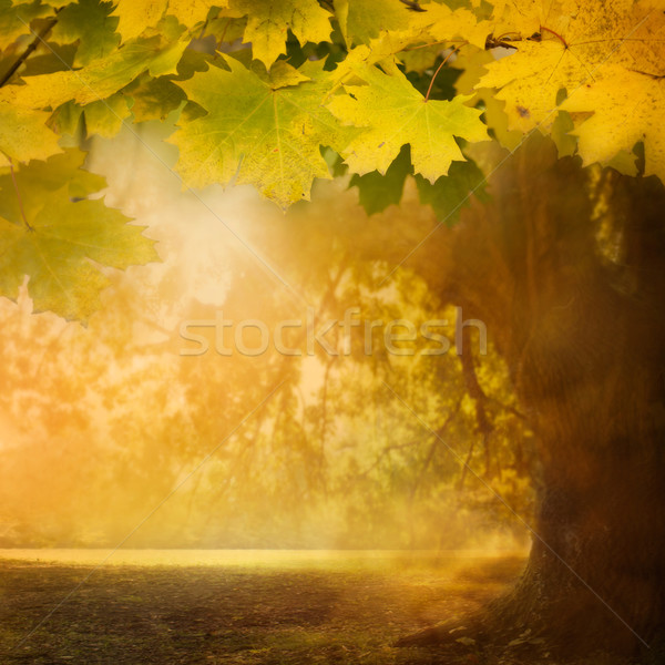 秋天 葉 設計 綠色 黃色 商業照片 © mythja