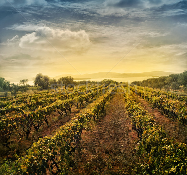 Vineyard landscape Stock photo © mythja