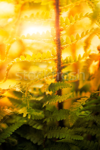Eğreltiotu orman bahar yaz güneş rays Stok fotoğraf © mythja